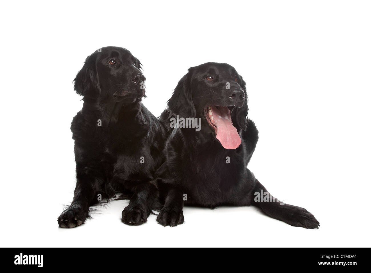 Flat coat retriever dog hi res stock photography and images Alamy