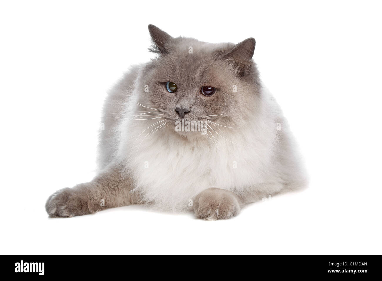 Long haired burmese hi-res stock photography and images - Alamy