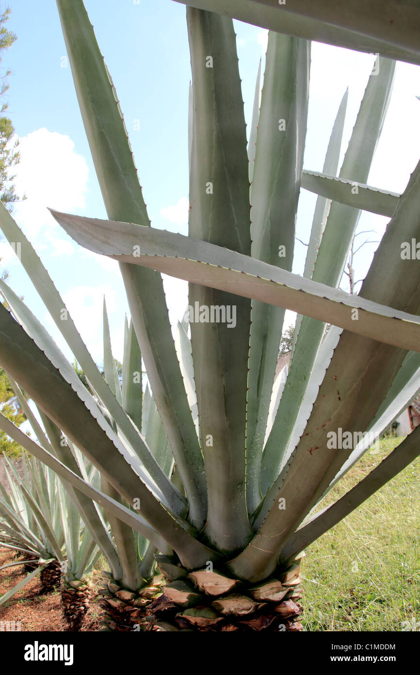 Agave cactus tequilana plant for distill Mexican tequila liquor in a