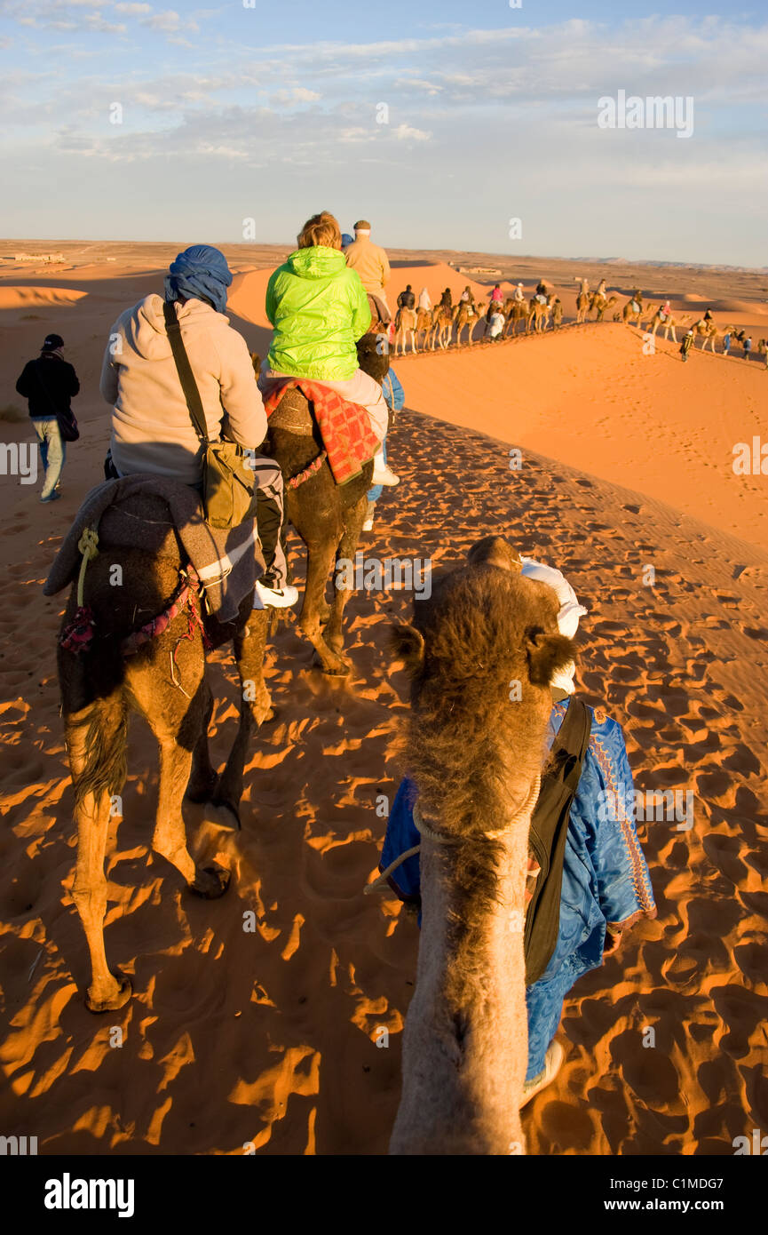 A long camel train of tourists at sunrise in the Sahara desert Stock Photo