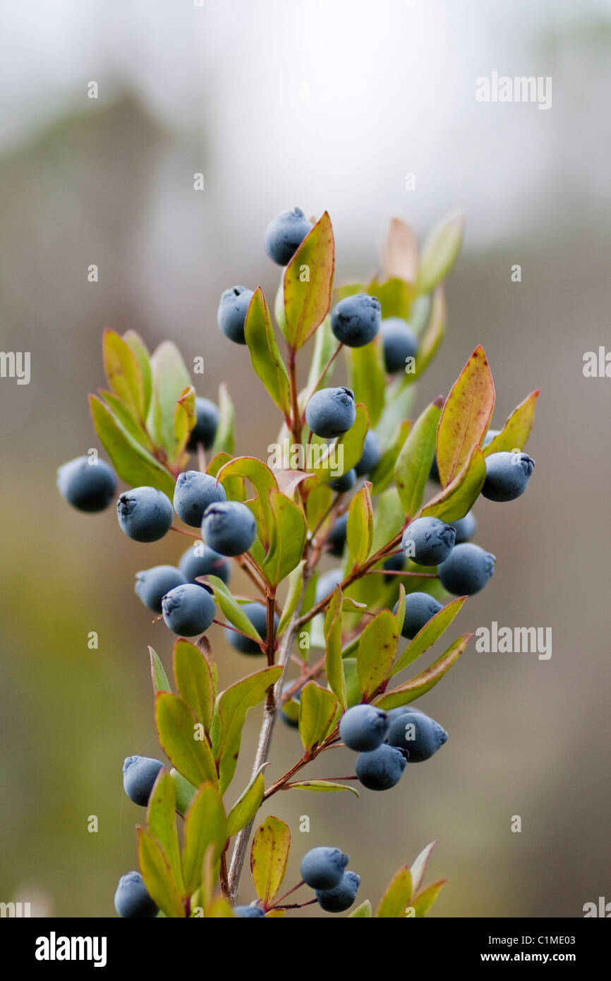 Close up view of a branch of the bush of the Myrtus (myrtle) fruit berry. Stock Photo