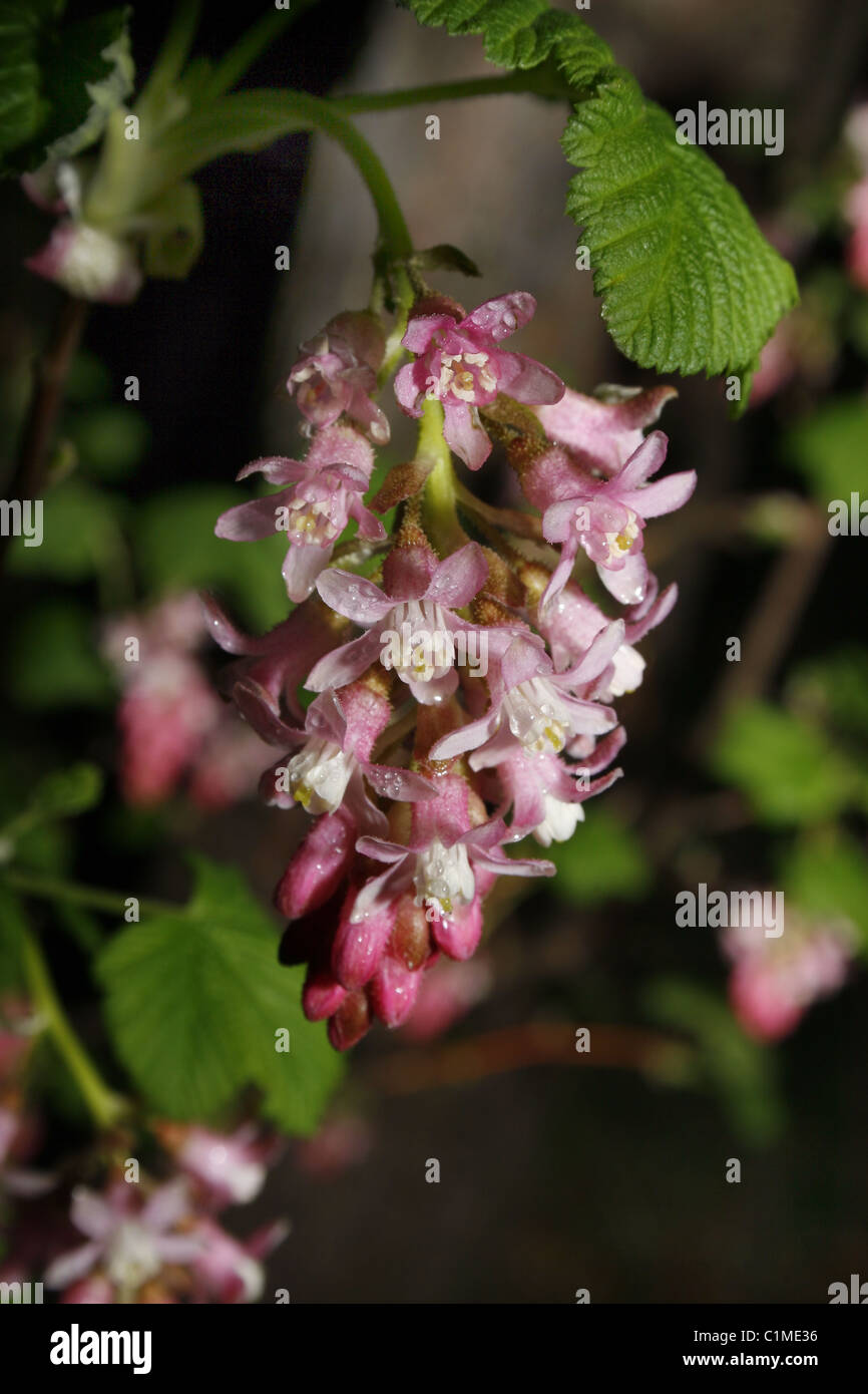Flowering currant in forest near Worksop, Notts, England Ribes sanguineum Stock Photo