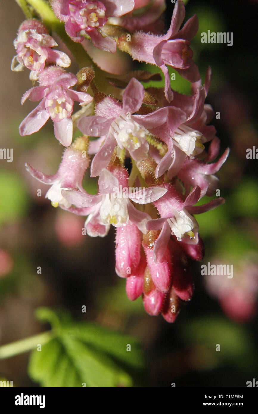 Flowering currant in forest near Worksop, Notts, England Ribes sanguineum Stock Photo
