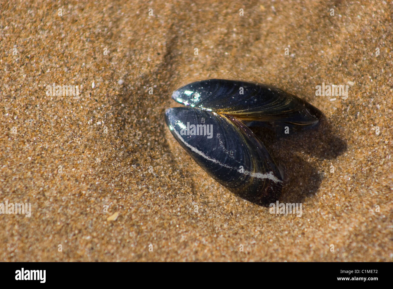mussel shell fish open sand pool dip salt water sea black life filter