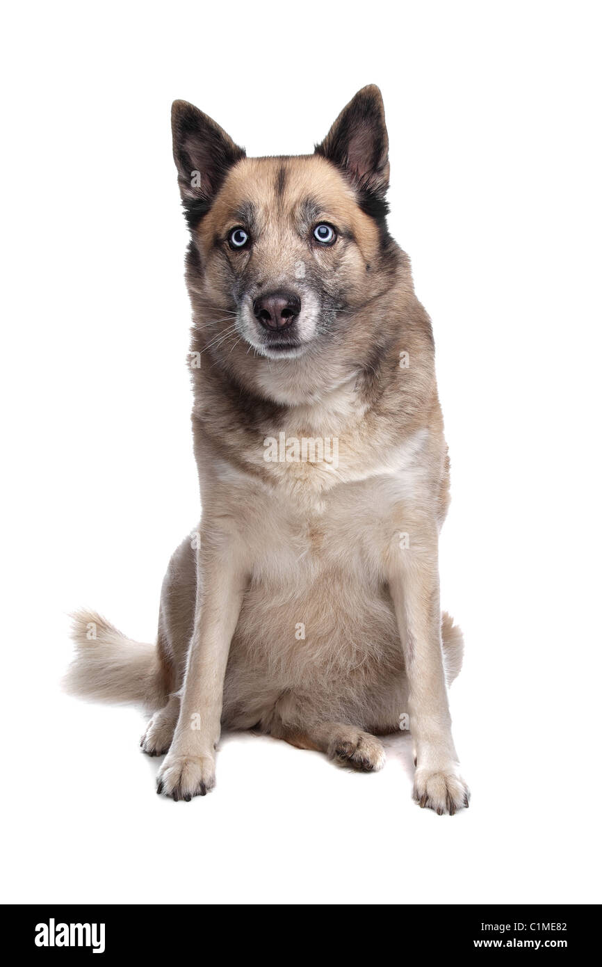 mixed breed dog of a husky and a Belgian shepherd dog in front of a white background Stock Photo