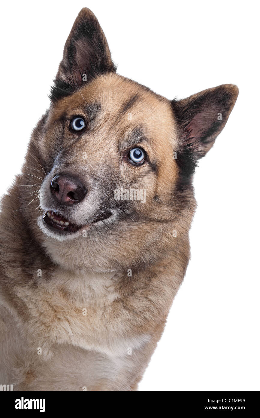 mixed breed dog of a husky and a Belgian shepherd dog in front of a white background Stock Photo