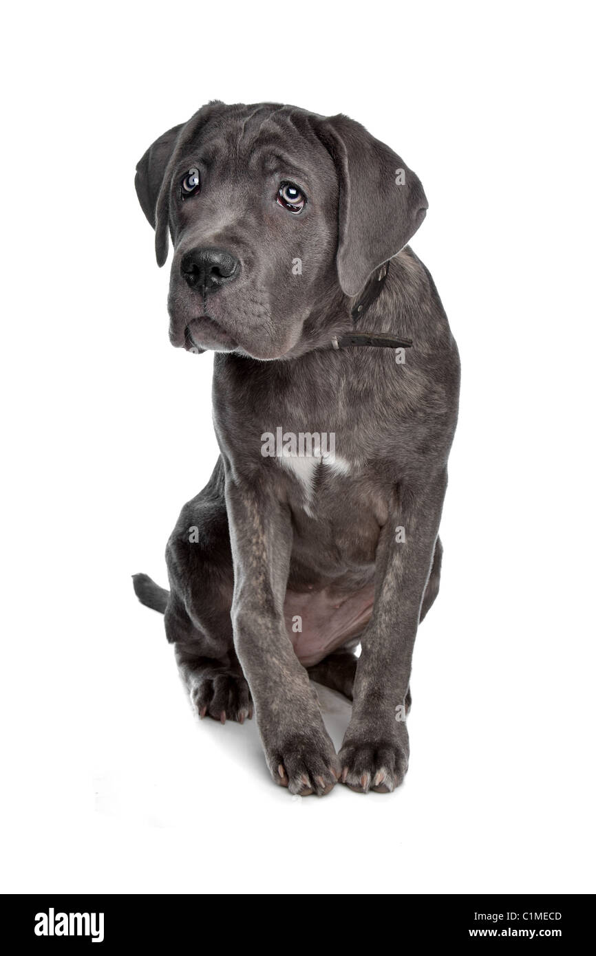 Cane Corso dog in front of a white background Stock Photo