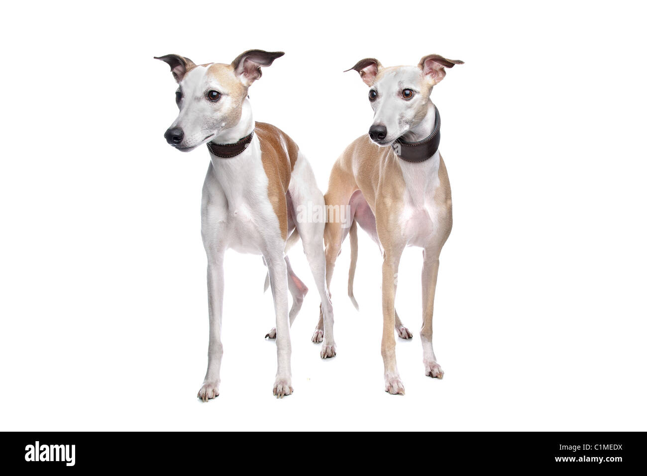 Two Whippet hounds in front of white background Stock Photo
