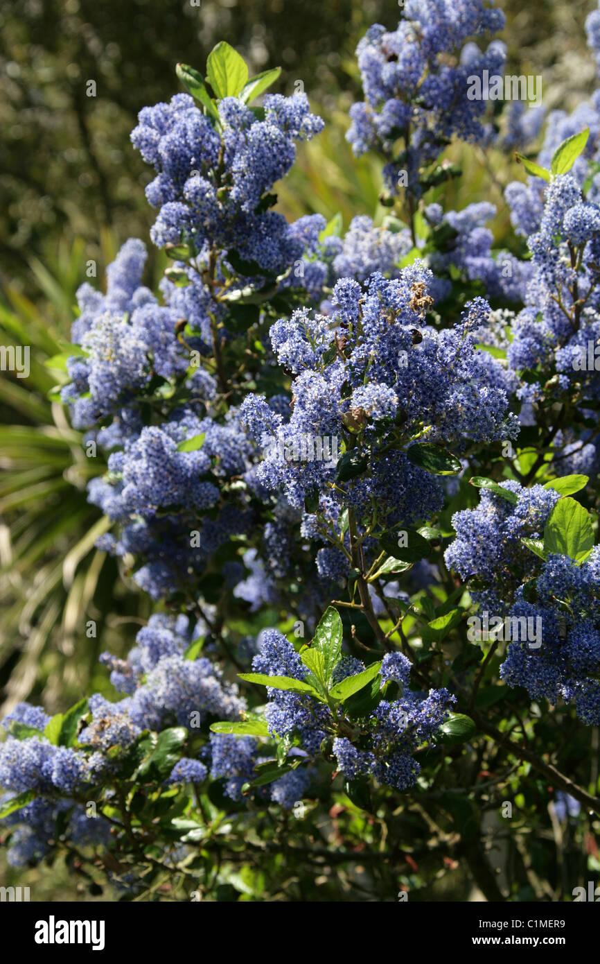 Ceanothus Flowers, Ceanothus sp., Rhamnaceae. Stock Photo