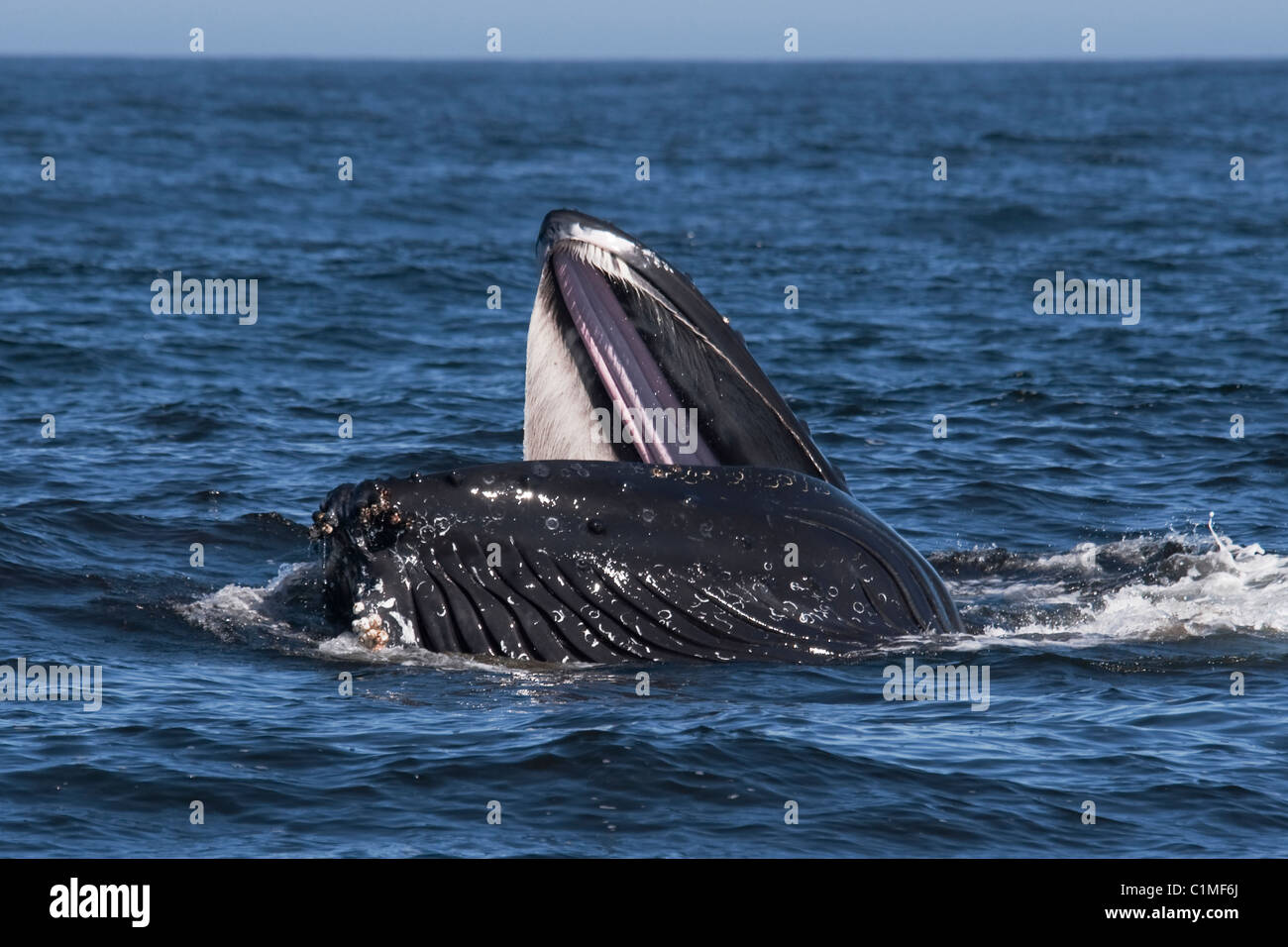Humpback Whale (Megaptera novaeangliae) lunge-feeding on Krill. Monterey, California, Pacific Ocean. Stock Photo