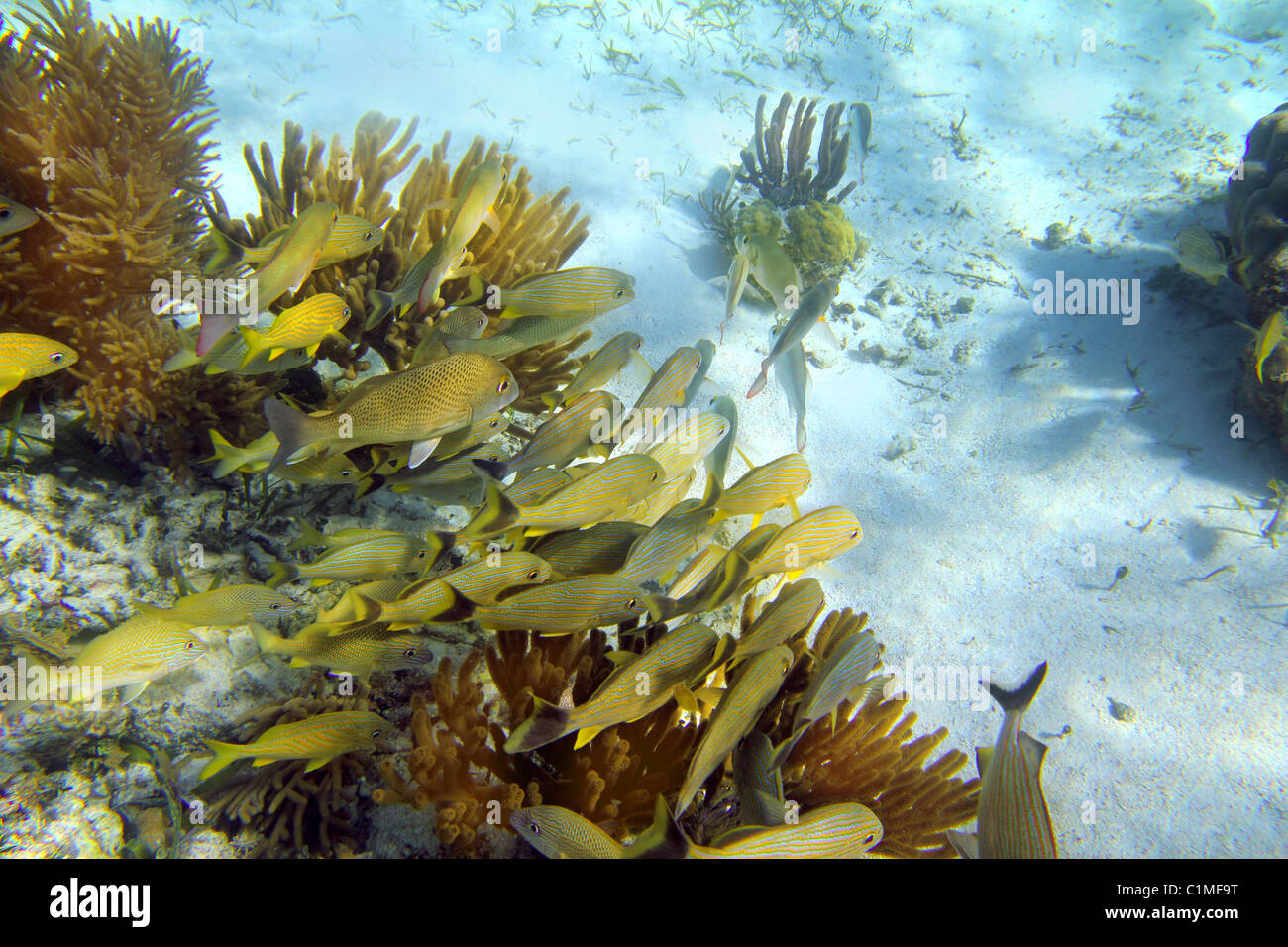 Caribbean sea reef yellow Grunt fish school Mayan Riviera mexico Haemulon flavolineatum Stock Photo
