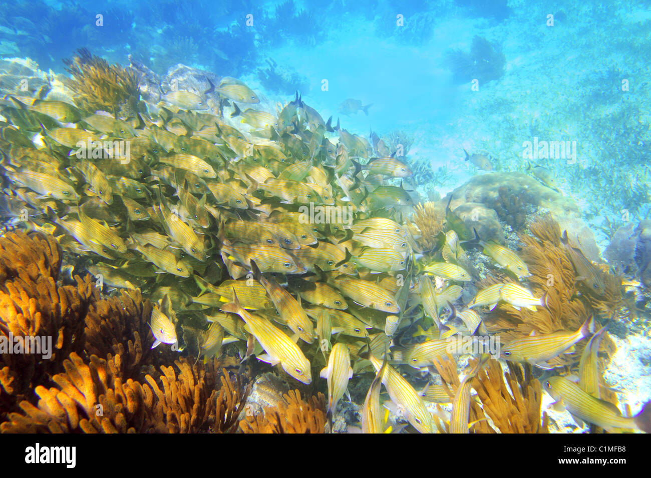 Caribbean sea reef yellow Grunt fish school Mayan Riviera mexico Haemulon flavolineatum Stock Photo