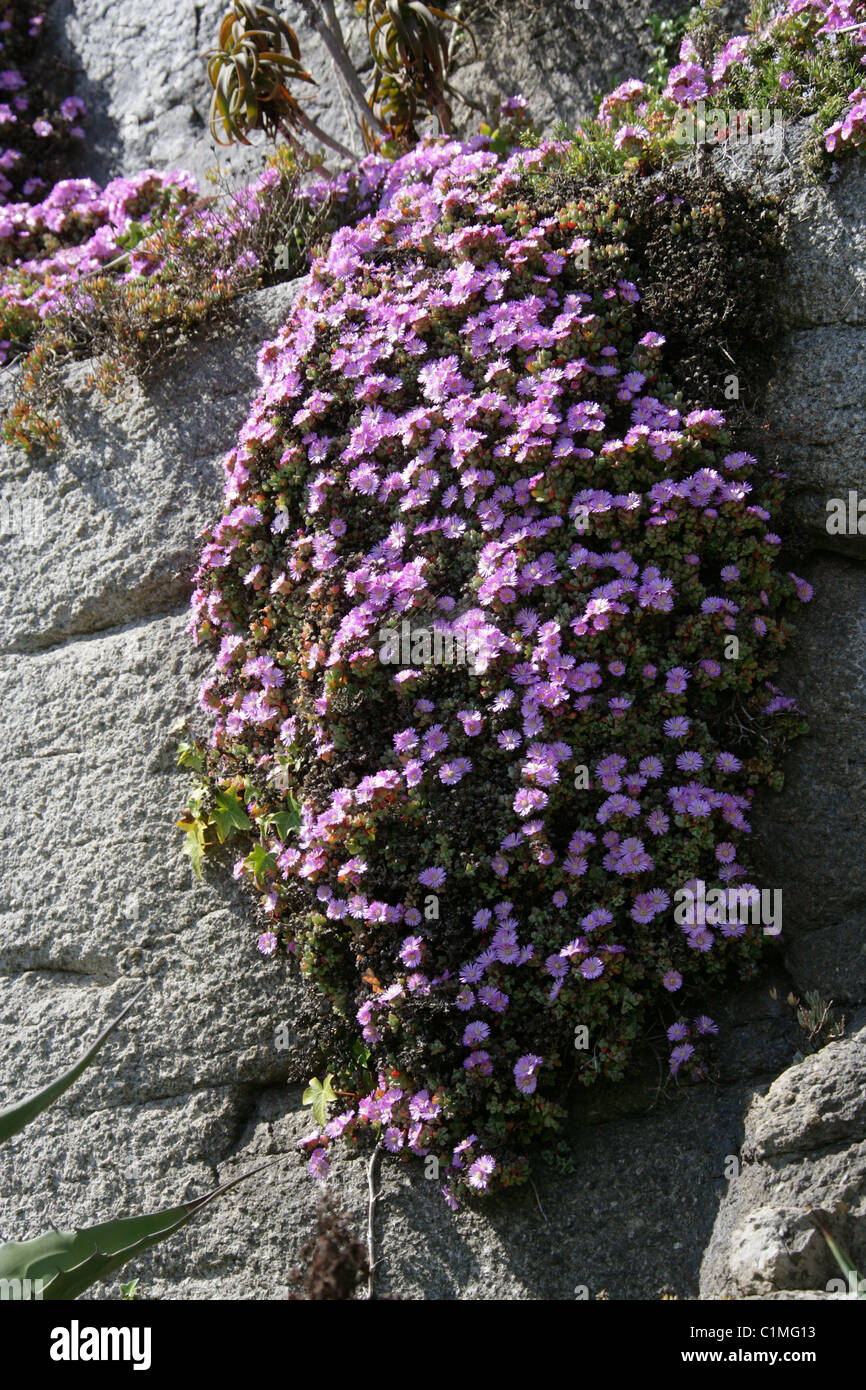 Pink Ice Plant, Lampranthus sp., Aizoaceae. Growing on Wall. Stock Photo
