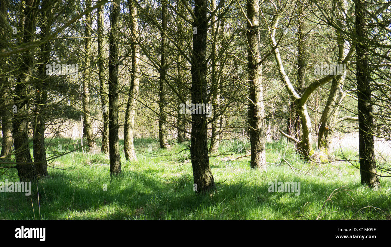 Woodland at Oldham Edge, Lancashire Stock Photo