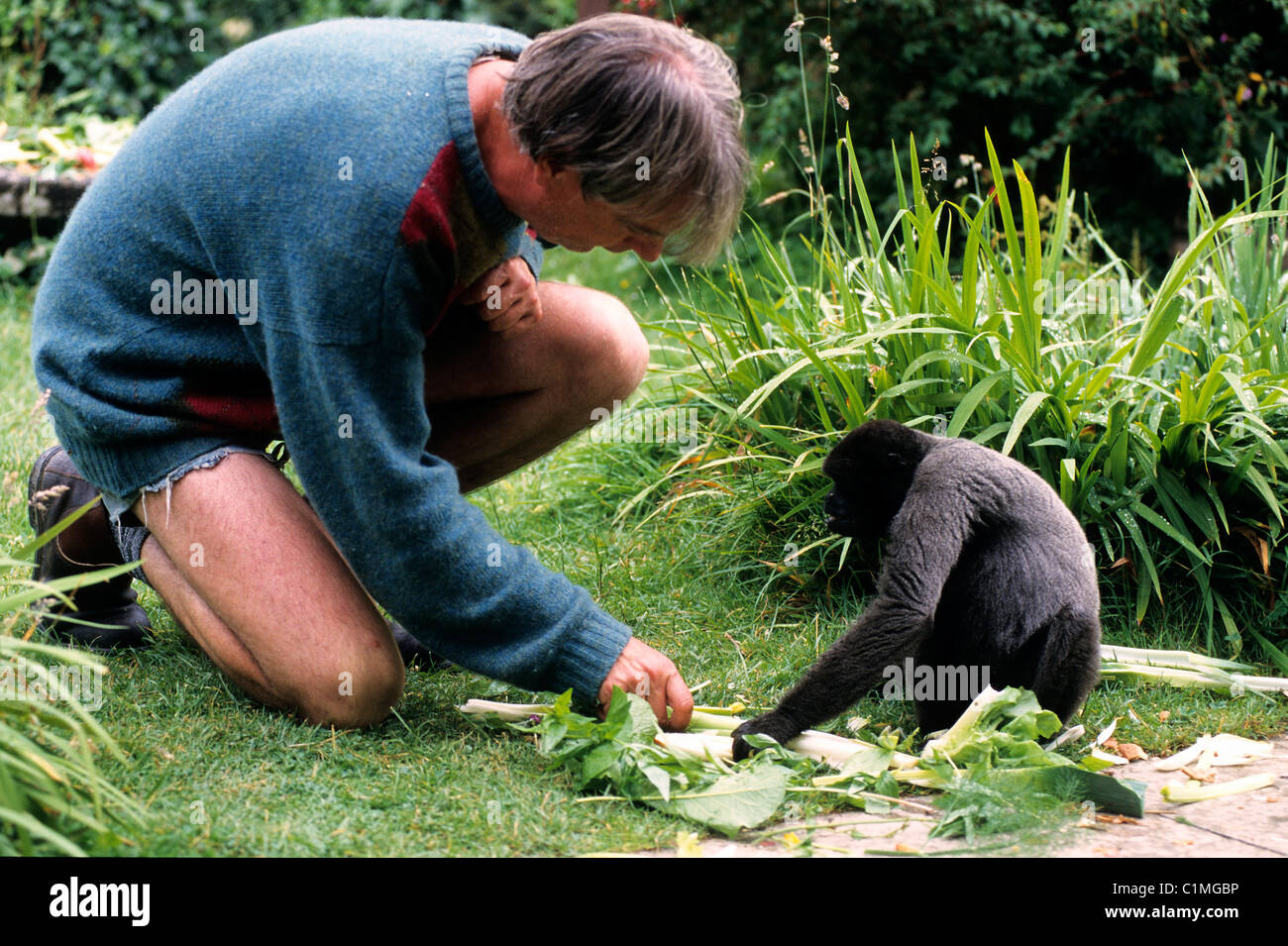 United Kingdom, Cornwall, Looe, Monkey Sanctuary Trust, sanctuary of woolly monkeys Stock Photo