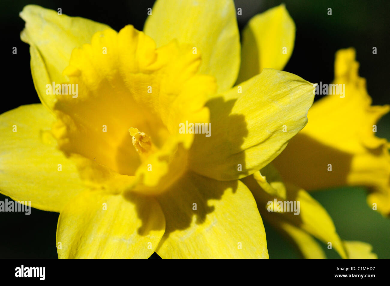 British Yellow daffodils in Spring (Narcissus). Stock Photo