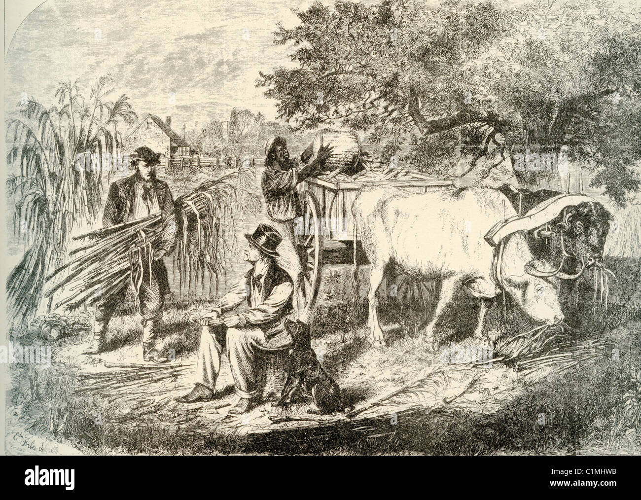 Old lithograph of oxen with yoke and farmers harvesting corn Stock Photo