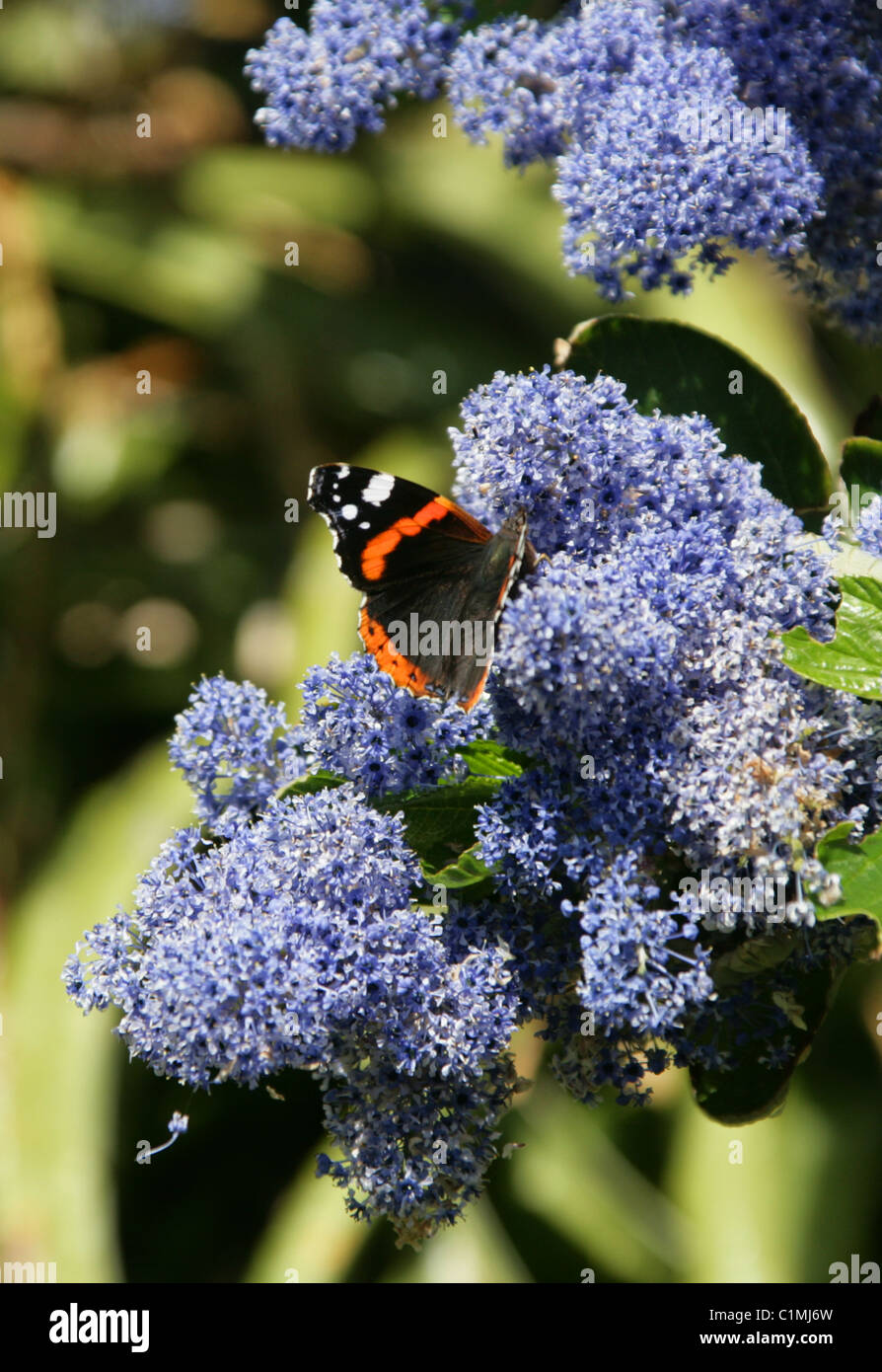 Red Admiral Butterfly (Vanessa atalanta) on a Ceanothus Flower (Rhamnaceae) Stock Photo