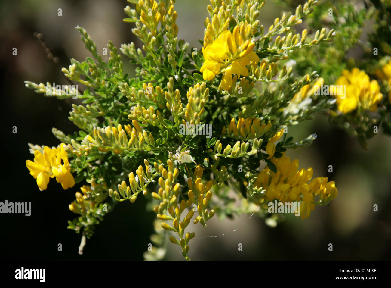 Shrub Broom, Sweet Broom or Yellow Broom, Genista racemosa, Fabaceae. Syn. Genista fragrans, Cytisus racemosus, C. spachianus. Stock Photo