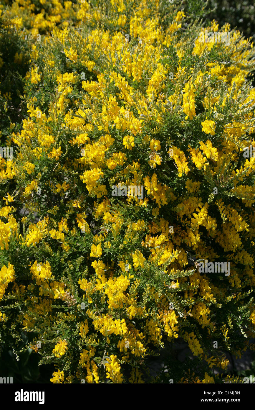 Shrub Broom, Sweet Broom or Yellow Broom, Genista racemosa, Fabaceae. Syn. Genista fragrans, Cytisus racemosus, C. spachianus. Stock Photo