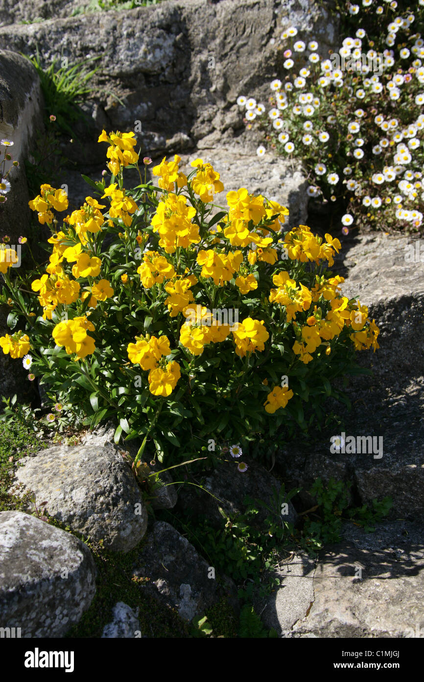 Siberian Wallflower, Erysimum allionii, Brassicaceae. (Syn. Erysimum allioni, Cheiranthus allionii). Stock Photo