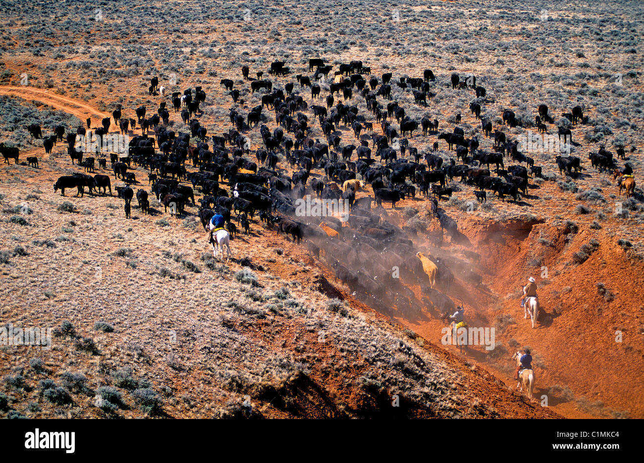 United States, Wyoming, Cattle Drive in the Big Horn Mountains Cow boys from the Flitner ranch in Greybull (aerial view) Stock Photo