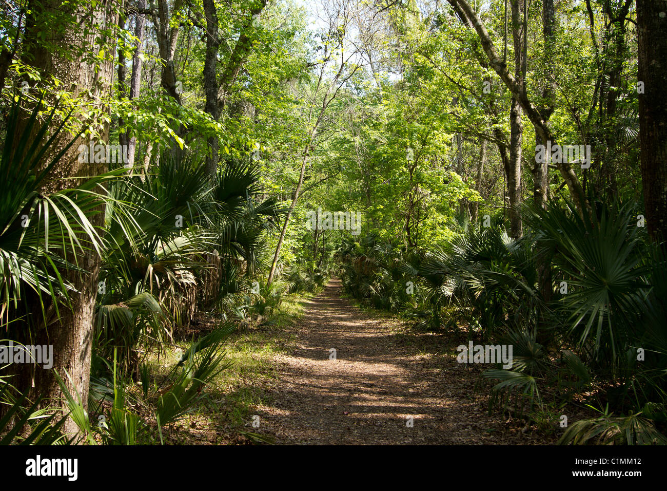 Bulow state park hiking trails and surrounding area. Stock Photo