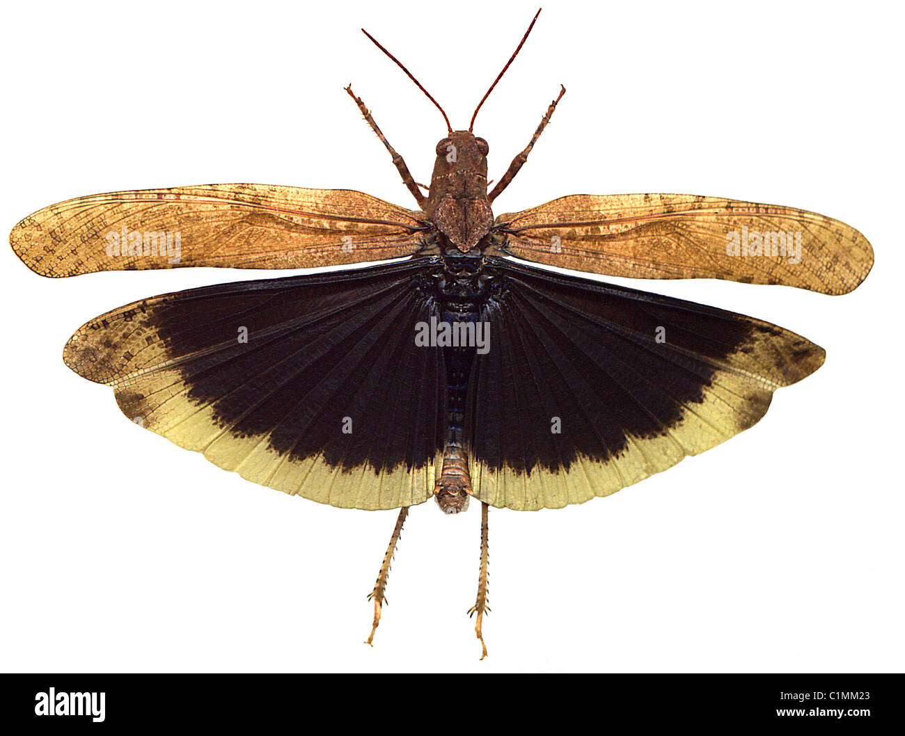 Carolina Grasshopper in Flight - Illustration created by scanning actual  insect Stock Photo - Alamy