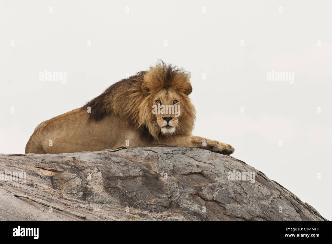 lion-sitting-on-rock