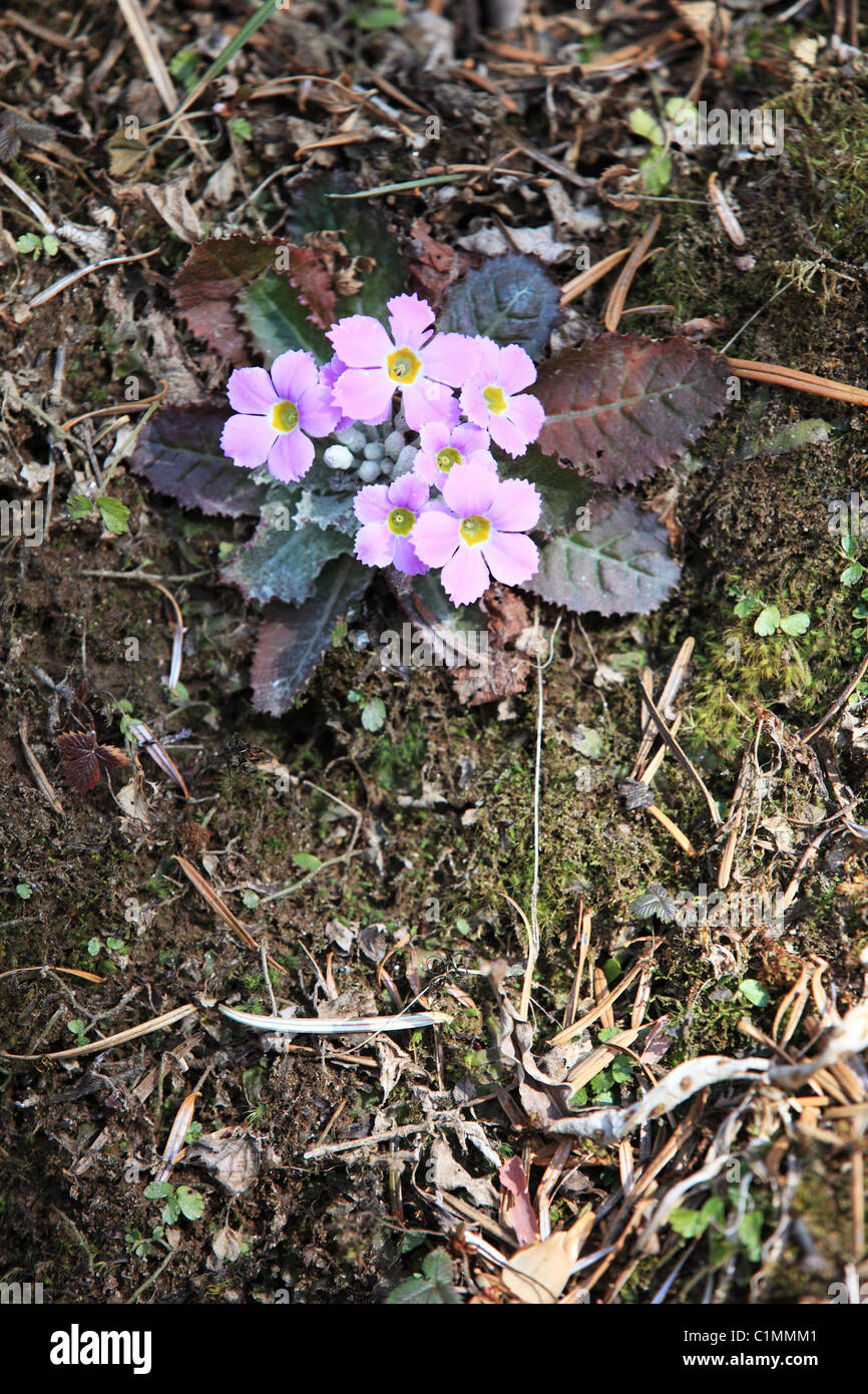 Himalayan flowers and fruit trees Nepal Himalaya Stock Photo - Alamy