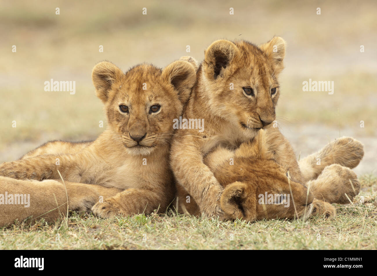 Stock photo lion cubs playing hi-res stock photography and images - Alamy