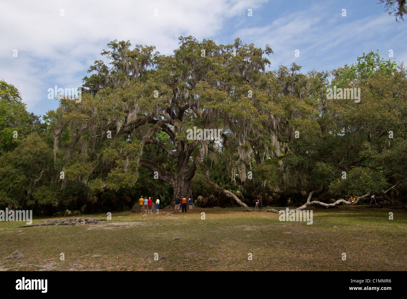 Visitors come see the oldest oak tree in the state of Florida, the