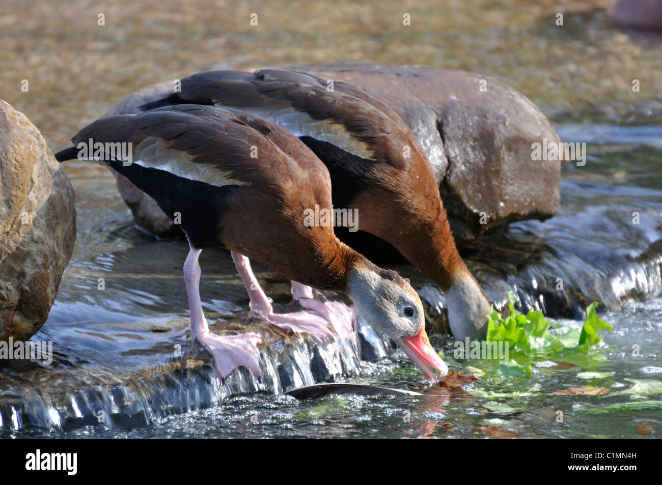 Birds drinking water hires stock photography and images Alamy