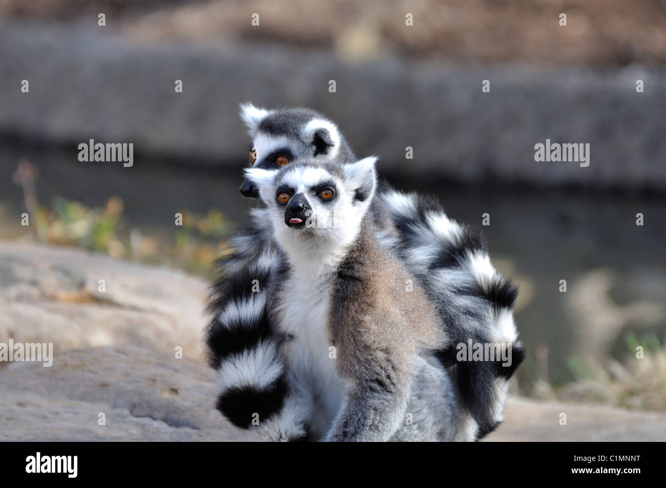 Ring-tailed Lemurs - Lemur catta Stock Photo
