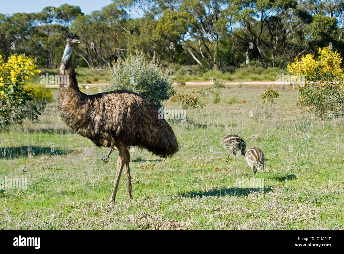 Emu Chicks Stock Photos & Emu Chicks Stock Images Alamy