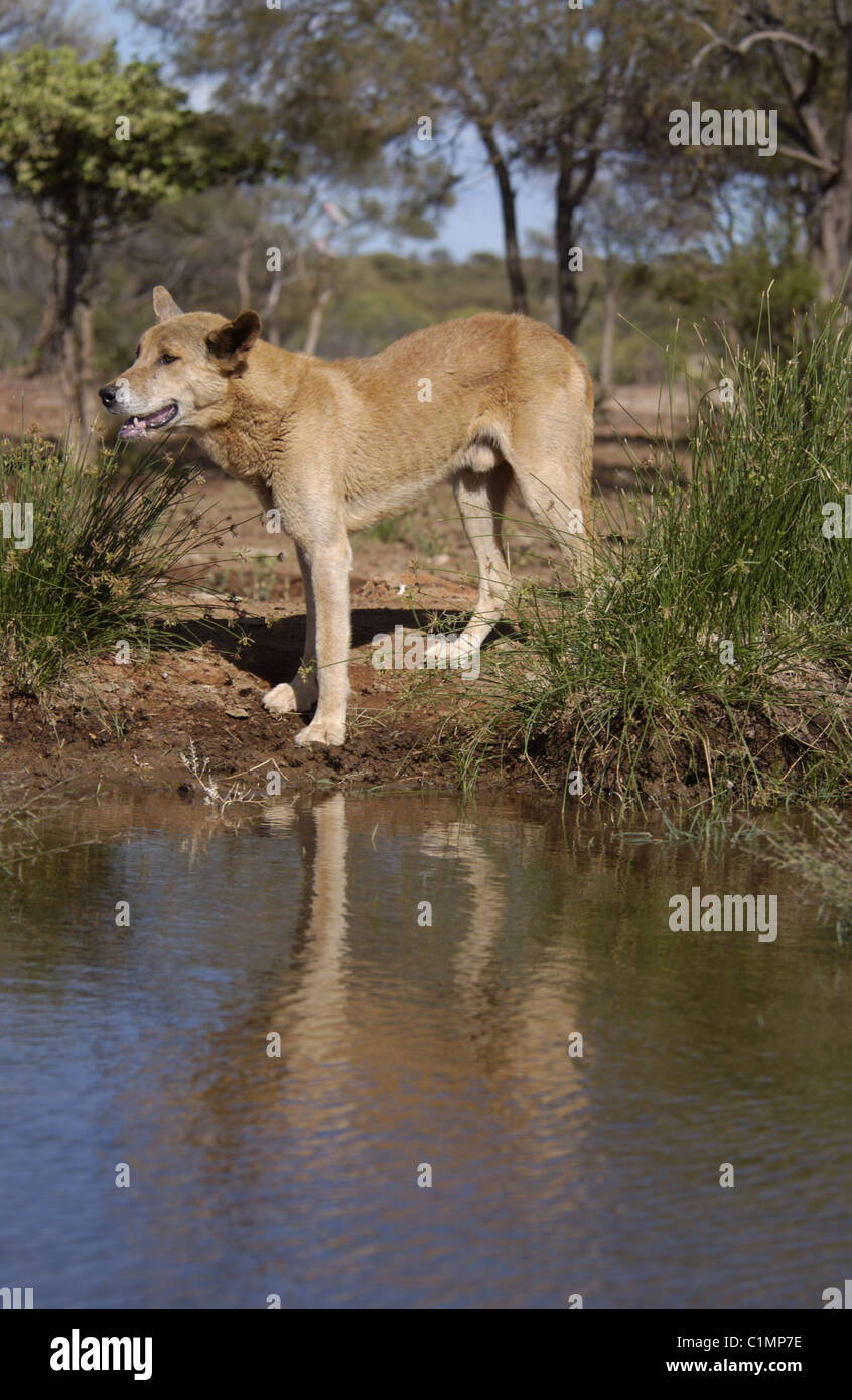 Australian dingo (Canis lupus dingo) lower Fortescue River in Western