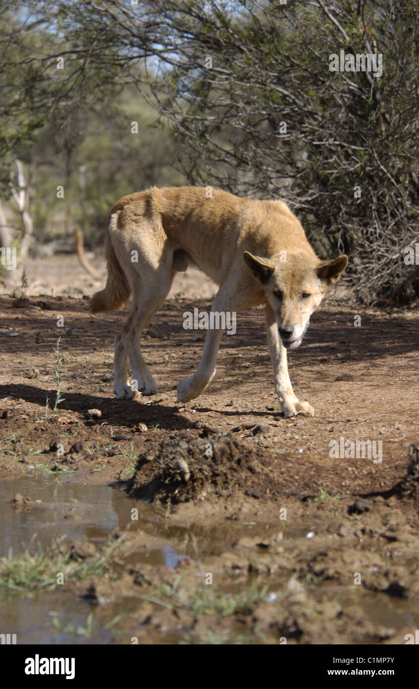 Australian Dingo (Canis lupus dingo) lower Fortescue River in Western