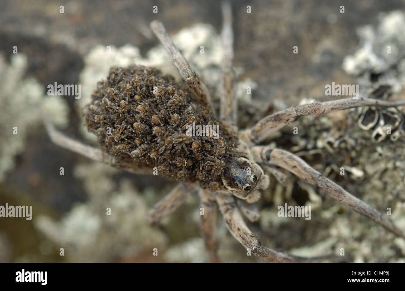Close up of a Wolf spider belonging to the family Lycosidae carrying her spiderlings on her back until they are ready to disperse. Stock Photo