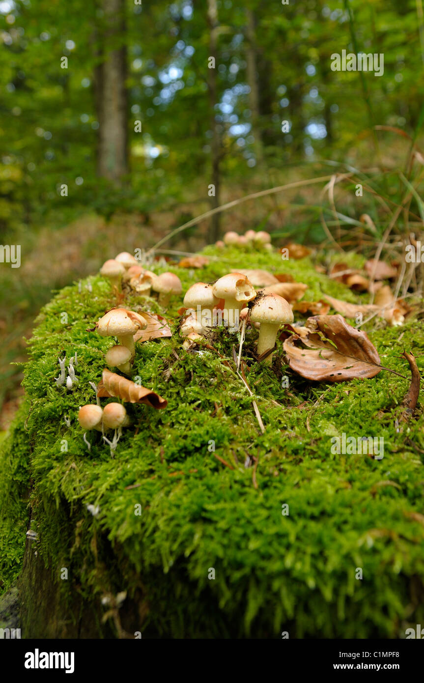Fungus growing on mossy stump in a forest, Gorski kotar, Croatia Stock Photo