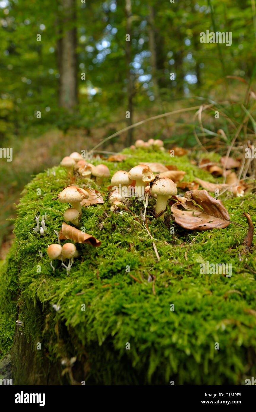 Fungus growing on mossy stump in a forest, Gorski kotar, Croatia Stock ...