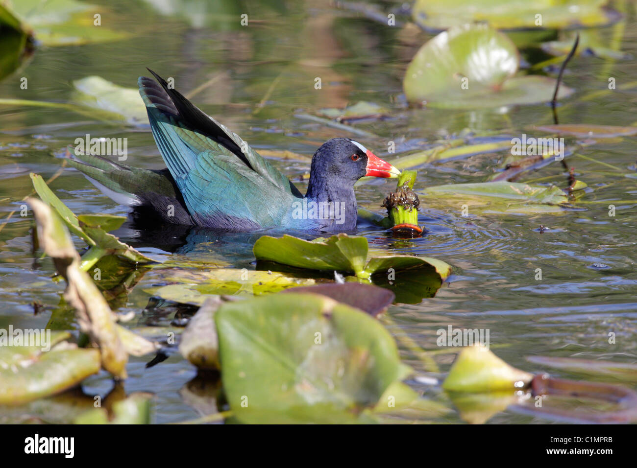 American Purple Gallinule (Porphyrio martinica) at Anhinga Trail, Everglades, Everglades National Park Stock Photo