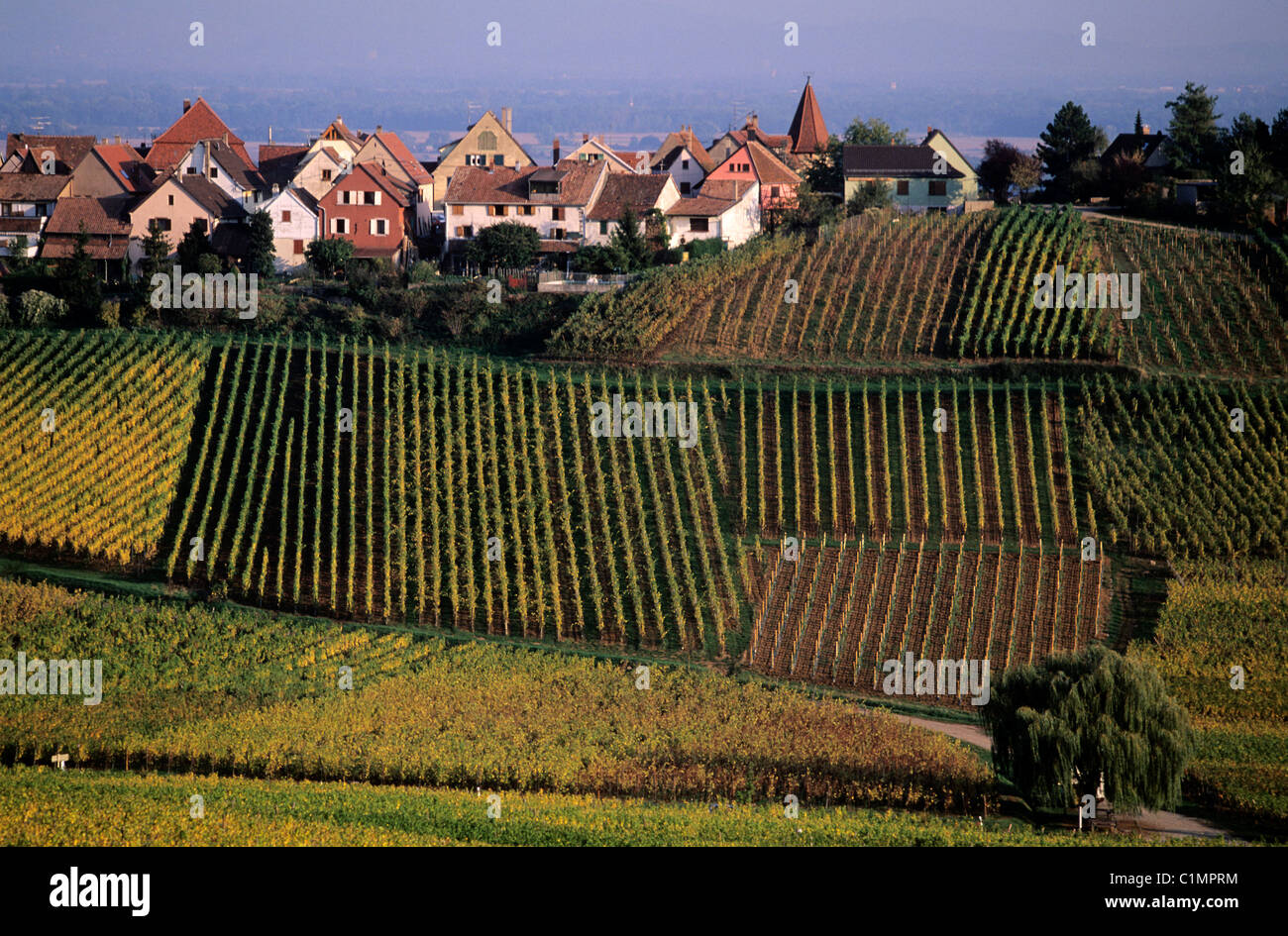 France Haut Rhin Village De Zellenberg Sur La Route Des Vins D Alsace france-haut-rhin-village-de-zellenberg-sur-la-route-des-vins-d-alsace