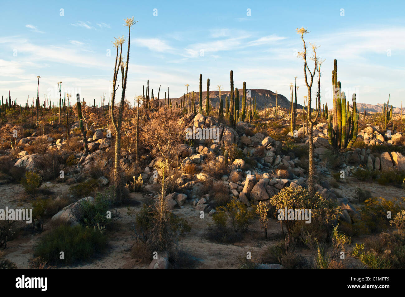 Baja sonoran desert hi-res stock photography and images - Alamy