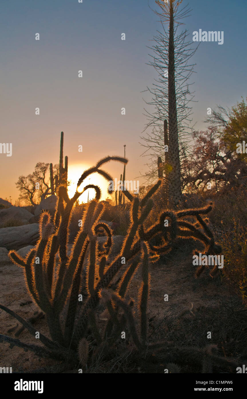 Mexico baja cactus silhouette hires stock photography and images Alamy