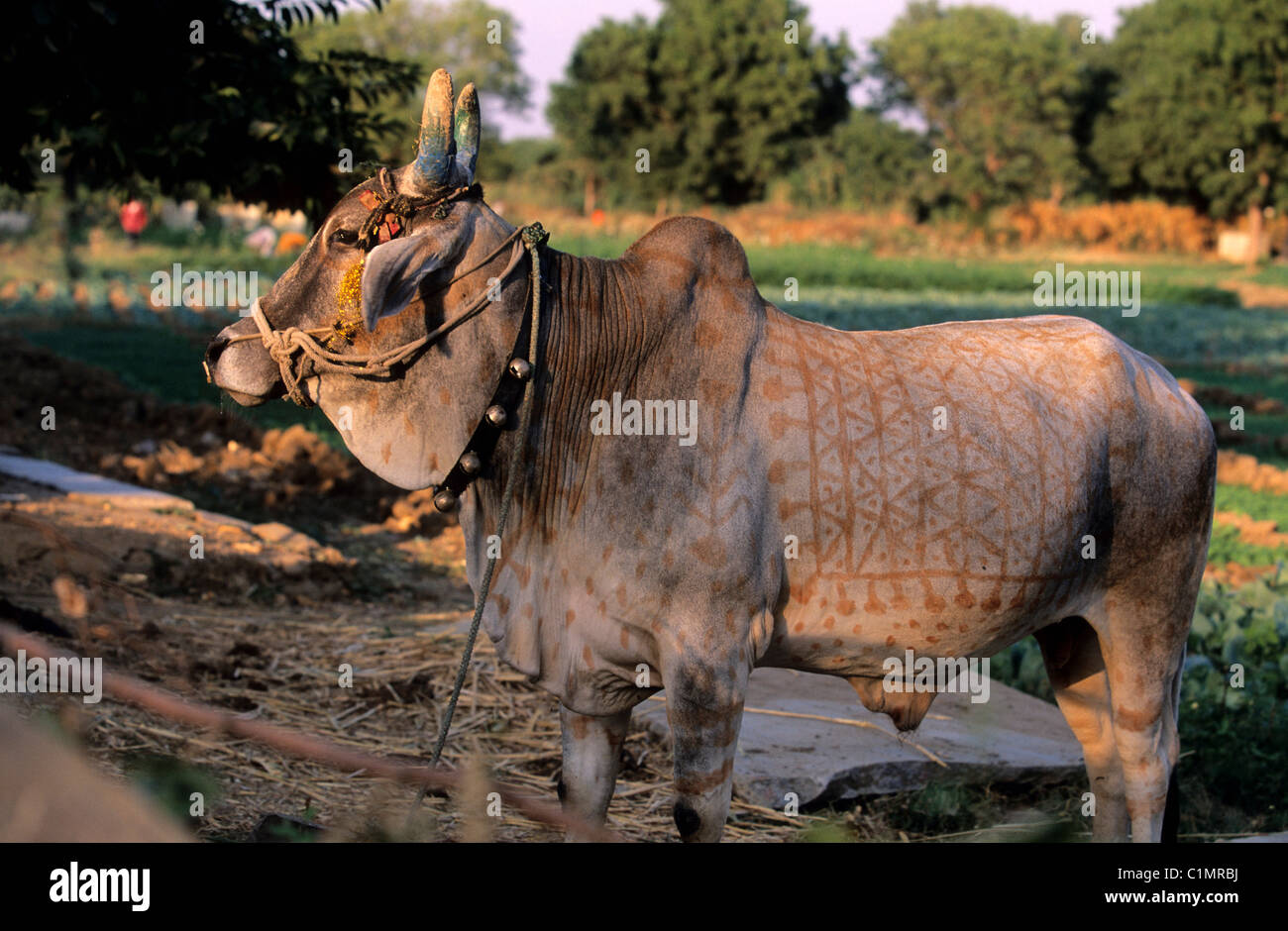 India, Rajasthan State, city of Chittaurgarh, symbolic paintings on animal  Stock Photo - Alamy