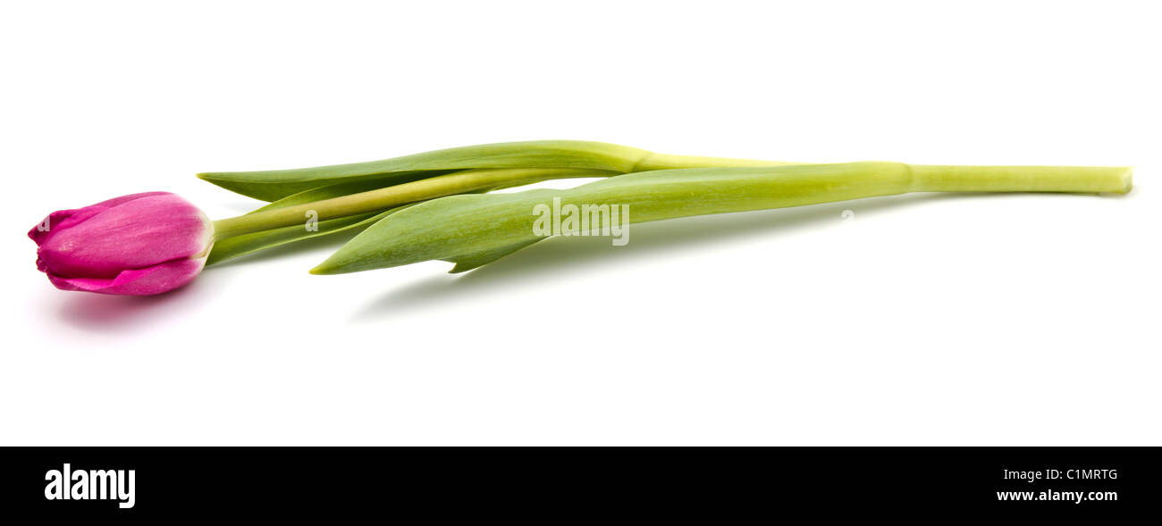Pink tulip isolated on white background Stock Photo - Alamy