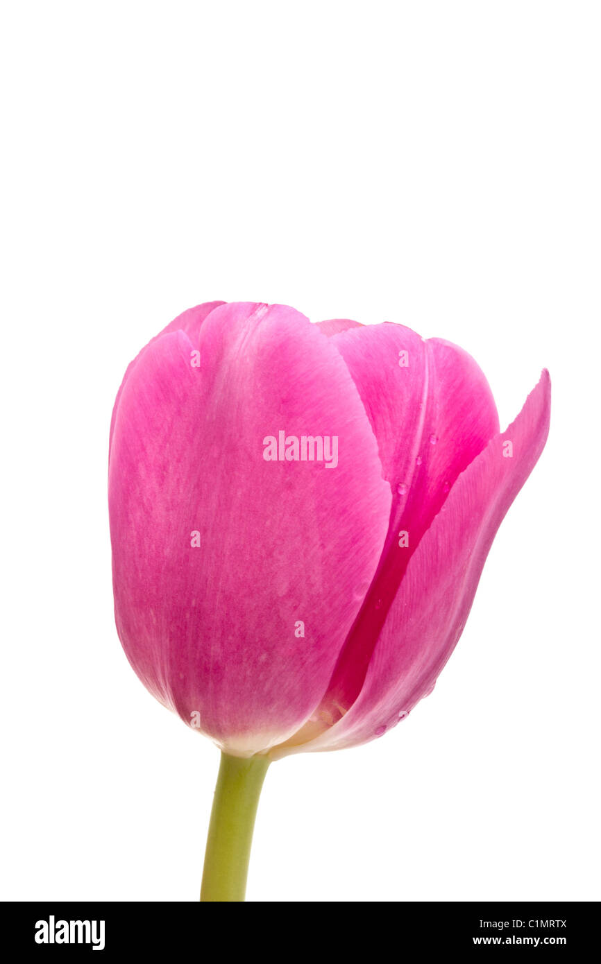 Beautiful pink tulip isolated on white background Stock Photo - Alamy