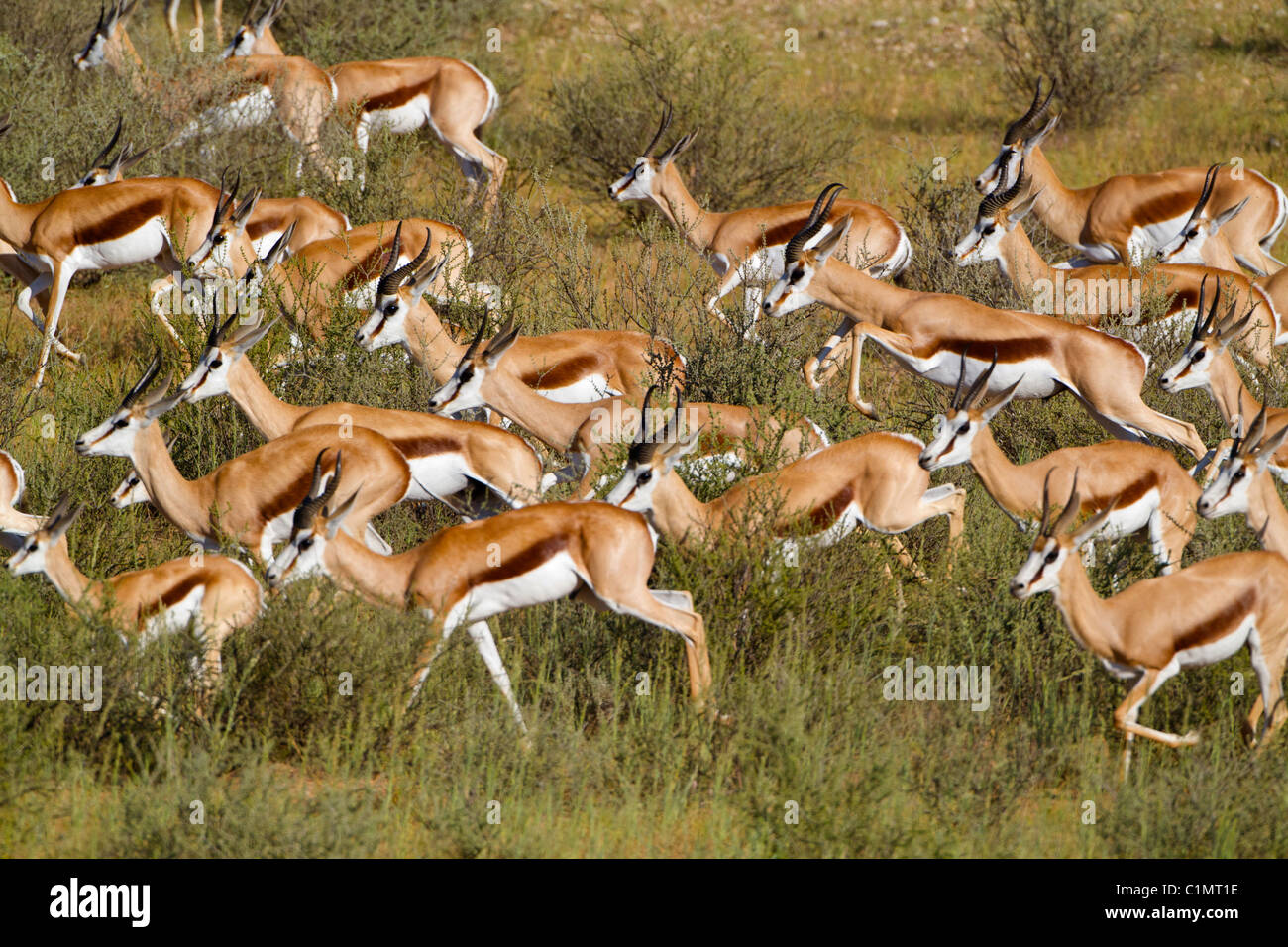Springbok Herd Running Stock Photo Alamy