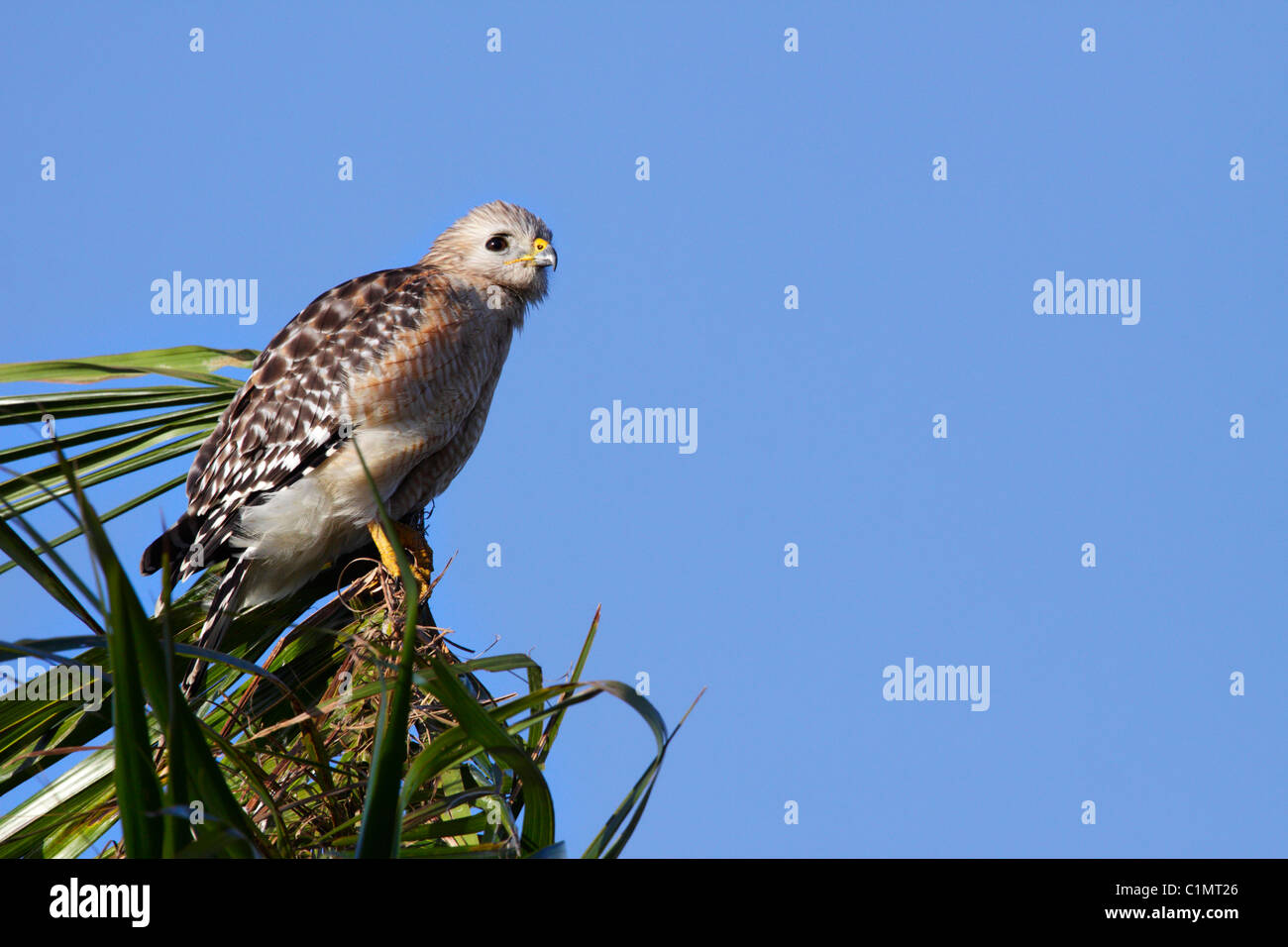 Red-shouldered Hawk (Buteo lineatus) sitting on a palm, Anhinga Trail ...