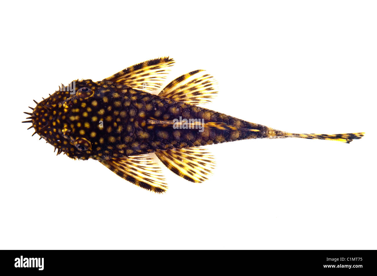 aquarium fish Ancistrus dolichopterus Stock Photo